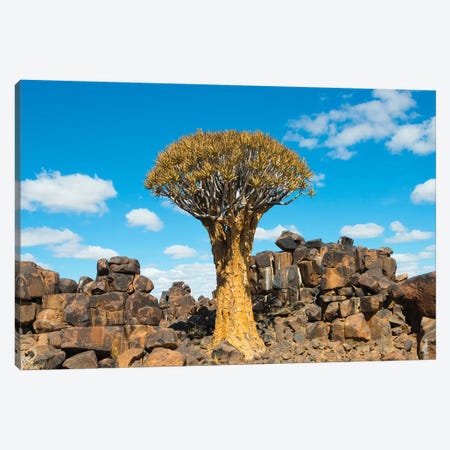 Quiver trees and rock piles in Kalahari Desert, Karas Region, Namibia Canvas Print #KES85} by Keren Su Canvas Wall Art