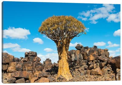 Quiver trees and rock piles in Kalahari Desert, Karas Region, Namibia Canvas Art Print - Quiver Tree Art