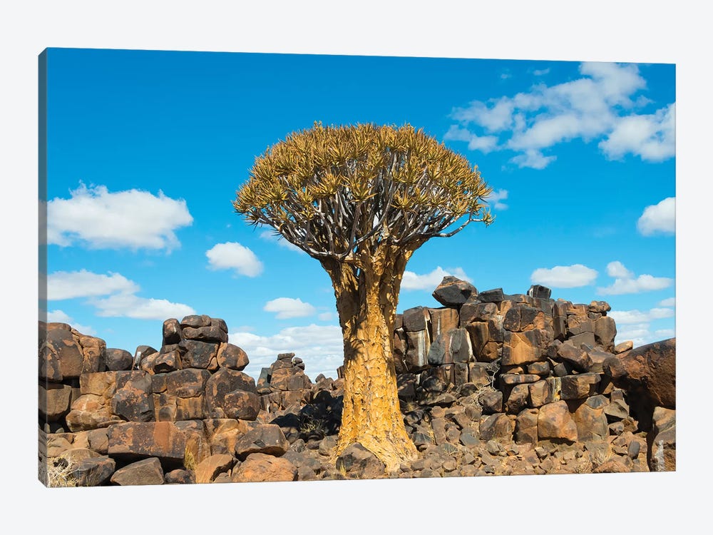Quiver trees and rock piles in Kalahari Desert, Karas Region, Namibia by Keren Su 1-piece Canvas Art