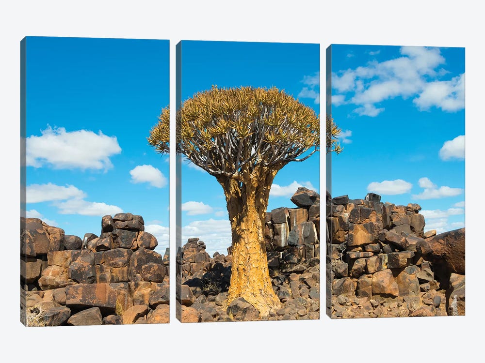 Quiver trees and rock piles in Kalahari Desert, Karas Region, Namibia by Keren Su 3-piece Canvas Art