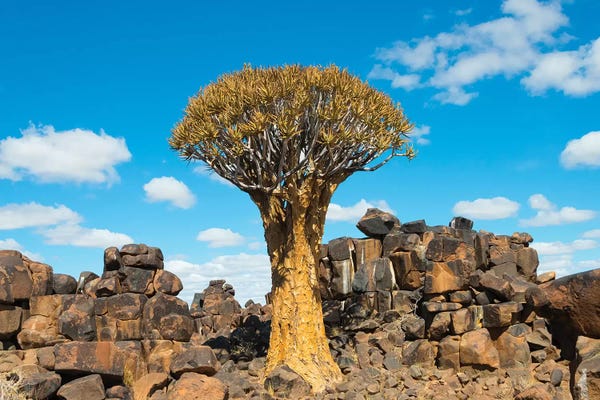 Keren Su: Quiver trees and rock piles in Kalahari Desert, Karas Region, Namibia by Keren Su