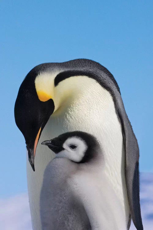 Emperor Penguin Parent With Chick On Ice, Snow Hill Island, Antarctica