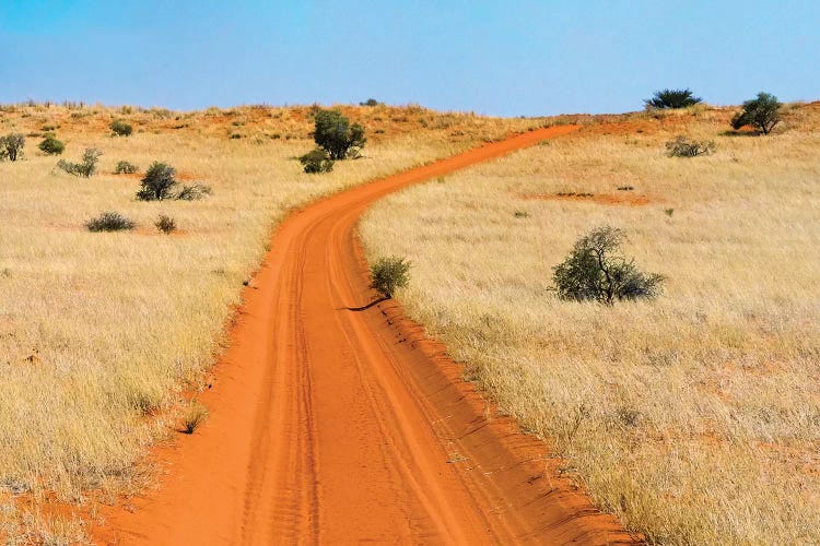 Red sand road in Kgalagadi Transfrontier Park, South Africa