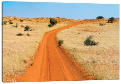 Red sand road in Kgalagadi Transfrontier Park, South Africa Canvas Art Print - South Africa