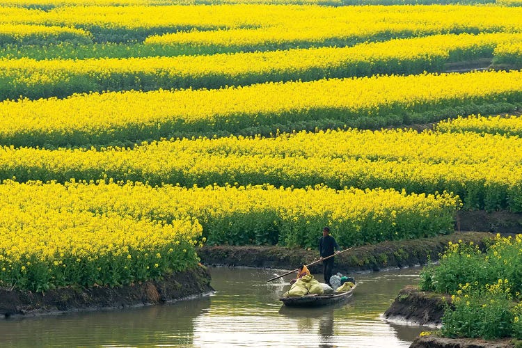 Rowing boat on river through Thousand-Islet canola flower fields, Xinghua, Jiangsu Province, China