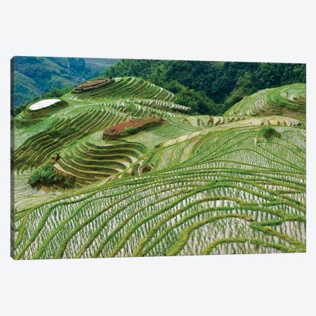 Terraces with newly planted rice seedlings in the mountain, Longsheng, Guangxi Province, China Canvas Print #KES96} by Keren Su Canvas Print