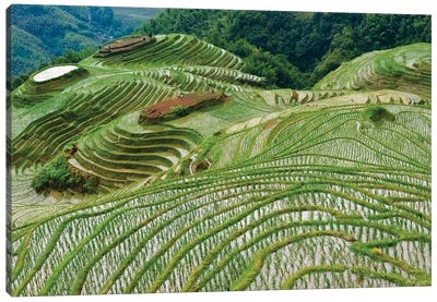 Terraces with newly planted rice seedlings in the mountain, Longsheng, Guangxi Province, China Canvas Art Print
