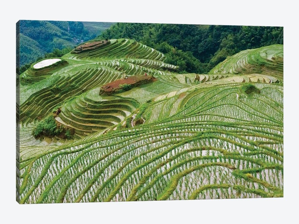 Terraces with newly planted rice seedlings in the mountain, Longsheng, Guangxi Province, China by Keren Su 1-piece Canvas Art