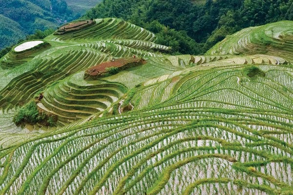 Guangxi: Terraces with newly planted rice seedlings in the mountain, Longsheng, Guangxi Province, China by Keren Su