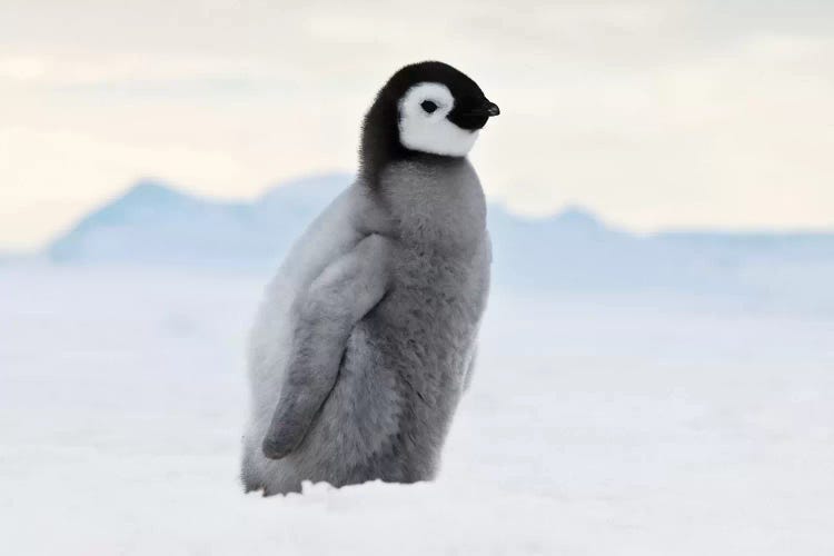 Emperor Penguin Chick Walks On Ice, Snow Hill Island, Antarctica