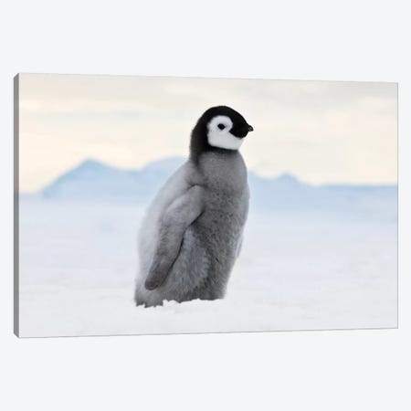 Emperor Penguin Chick Walks On Ice, Snow Hill Island, Antarctica Canvas Print #KES9} by Keren Su Art Print