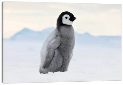 Emperor Penguin Chick Walks On Ice, Snow Hill Island, Antarctica Canvas Art Print