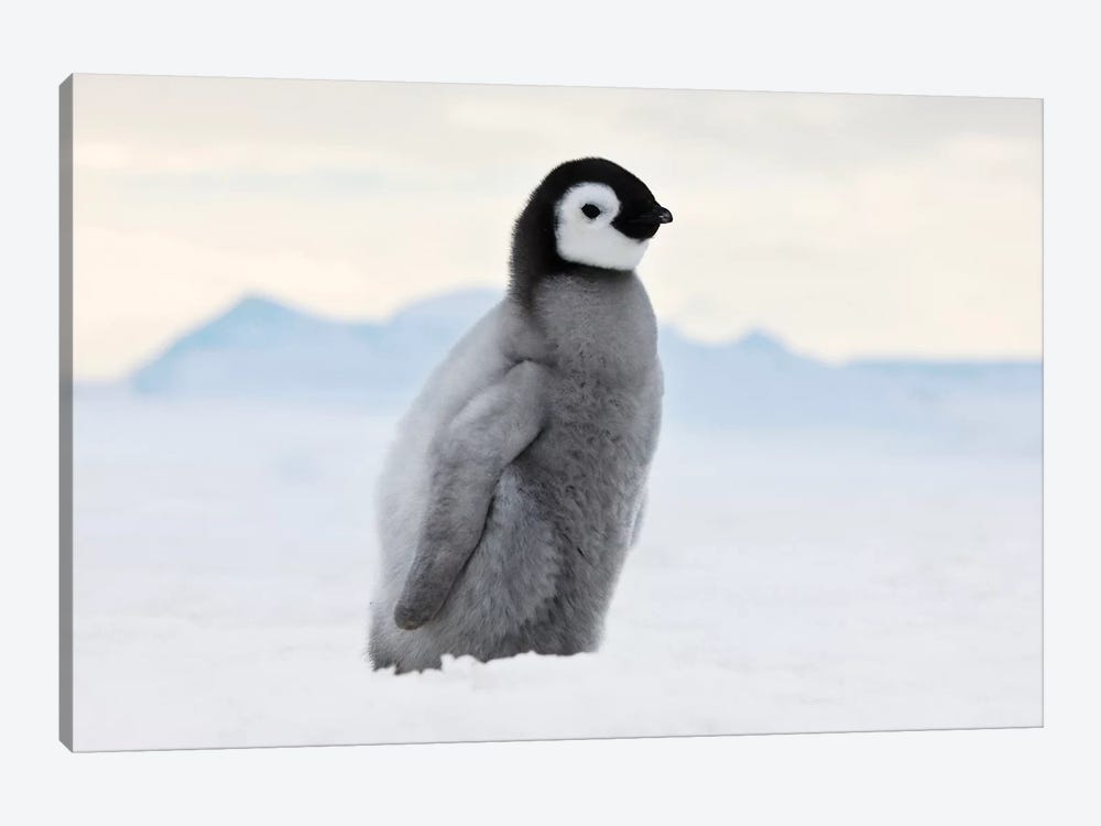 Emperor Penguin Chick Walks On Ice, Snow Hill Island, Antarctica by Keren Su 1-piece Canvas Artwork