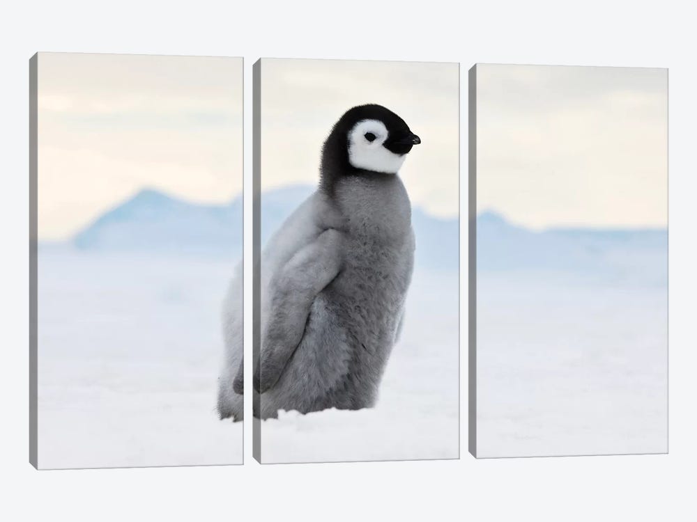 Emperor Penguin Chick Walks On Ice, Snow Hill Island, Antarctica by Keren Su 3-piece Canvas Art