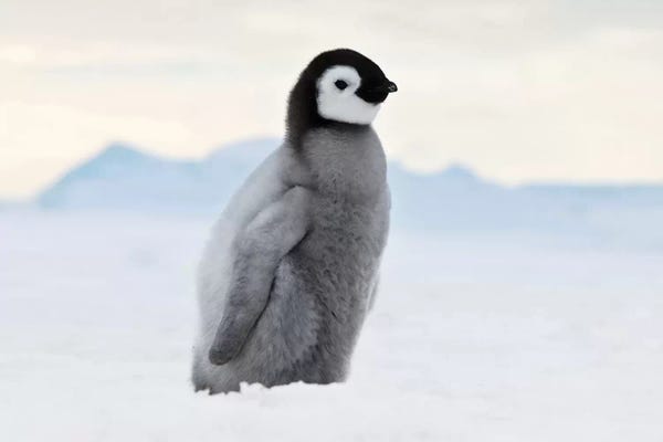 Antarctica: Emperor Penguin Chick Walks On Ice, Snow Hill Island, Antarctica by Keren Su
