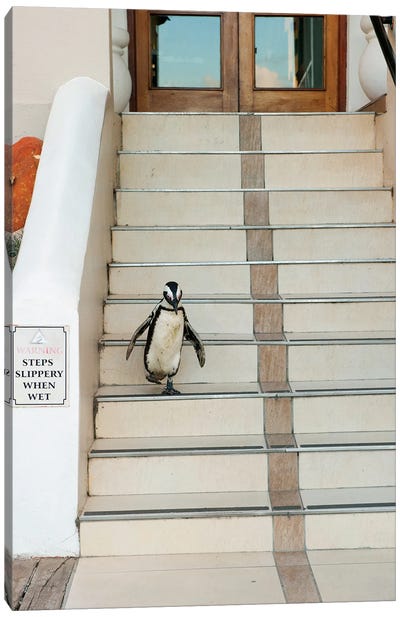 Black-Footed Penguin Descending Stairs, Boulders Beach, Cape Peninsula, South Africa Canvas Art Print