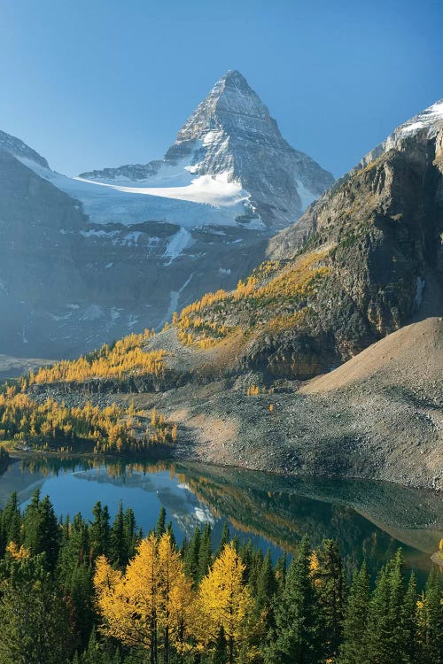 Larch Trees In Autumn Below Mount Assiniboine With Sunburst Lake, Mount Assiniboine Provincial Park, British Columbia, Canada