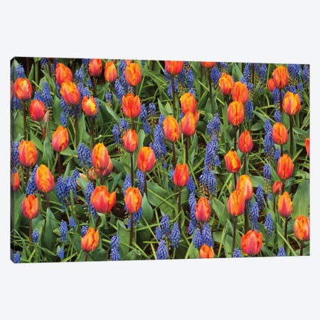 Tulip And Grape Hyacinth Flowers, Skagit Valley, Washington Canvas Print #KEV7} by Kevin Schafer Canvas Art Print