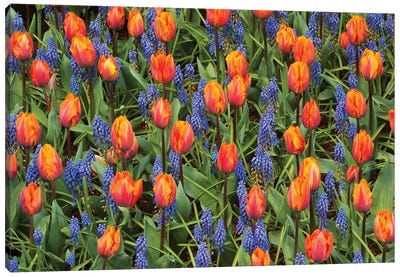 Tulip And Grape Hyacinth Flowers, Skagit Valley, Washington Canvas Art Print