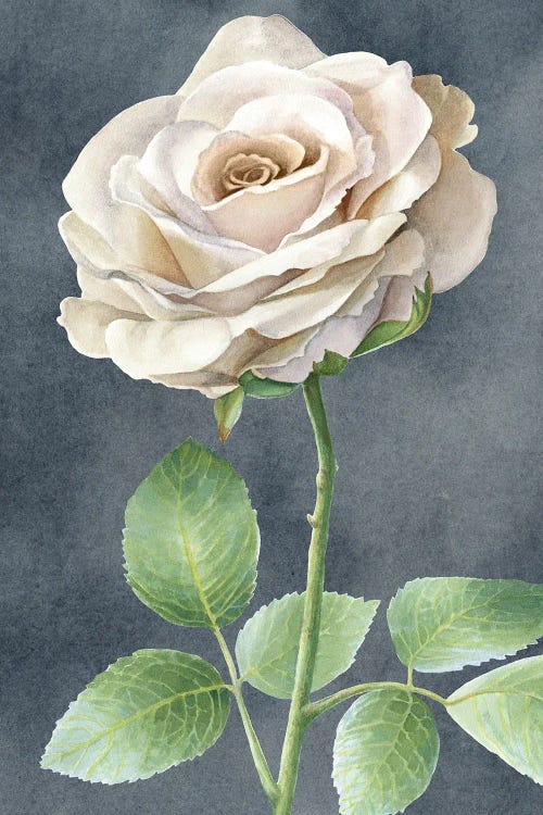 Ivory Roses on gray panel I Canvas Wall Art by Kelsey Wilson | iCanvas