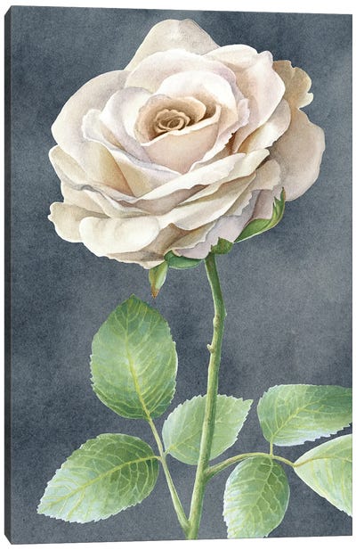Ivory Roses on gray panel I Canvas Art Print
