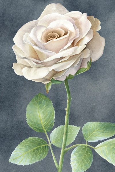 Kelsey Wilson: Ivory Roses on gray panel I by Kelsey Wilson