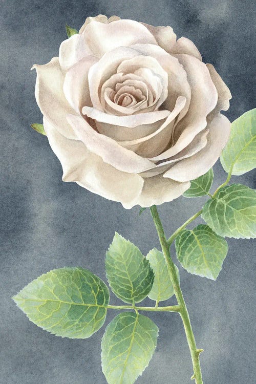 Ivory Roses on gray panel II