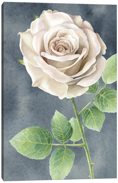Ivory Roses on gray panel II Canvas Art Print
