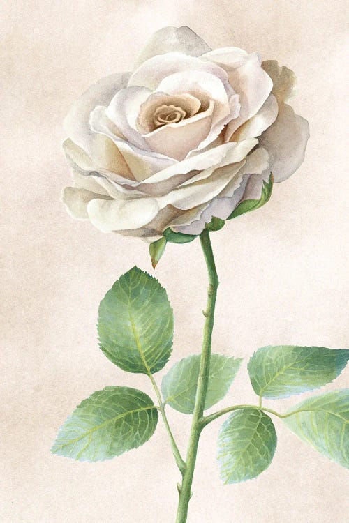 Ivory Roses panel I