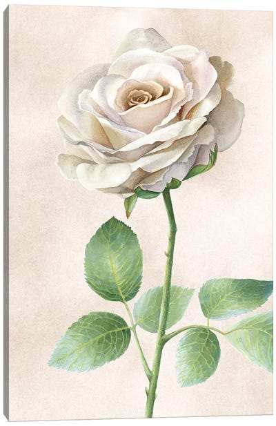 Ivory Roses panel I Canvas Art Print