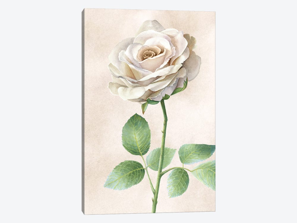 Ivory Roses panel I by Kelsey Wilson 1-piece Canvas Artwork