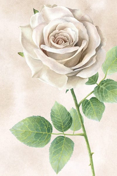 Kelsey Wilson: Ivory Roses panel II by Kelsey Wilson