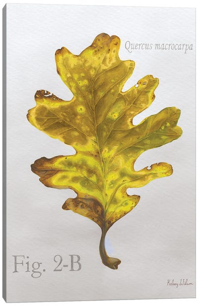 Autumn Leaves On Gray III-Oak Canvas Art Print - Botanical Illustrations