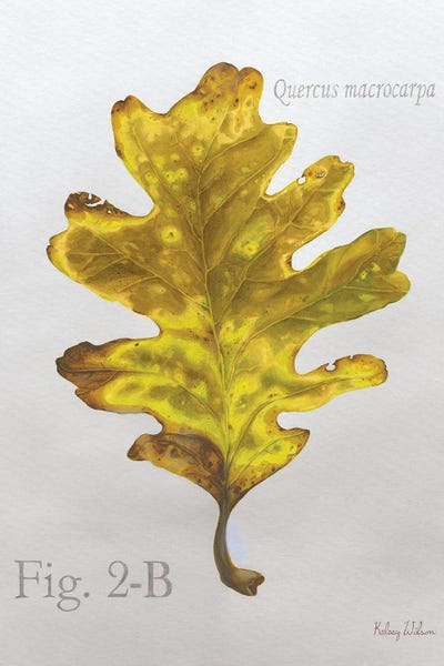 Botanical Illustrations: Autumn Leaves On Gray III-Oak by Kelsey Wilson