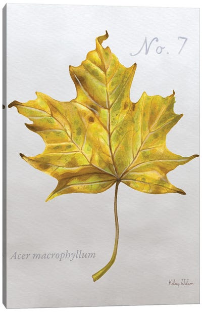 Autumn Leaves On Gray II-Maple 2 Canvas Art Print - Botanical Illustrations