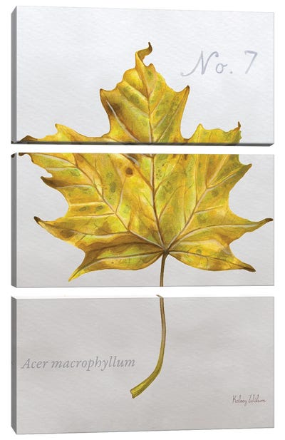 Autumn Leaves On Gray II-Maple 2 Canvas Art Print - Maple Tree Art