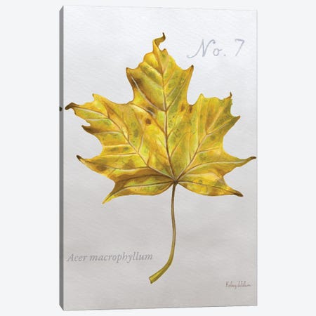 Autumn Leaves On Gray II-Maple 2 Canvas Print #KEW25} by Kelsey Wilson Canvas Art