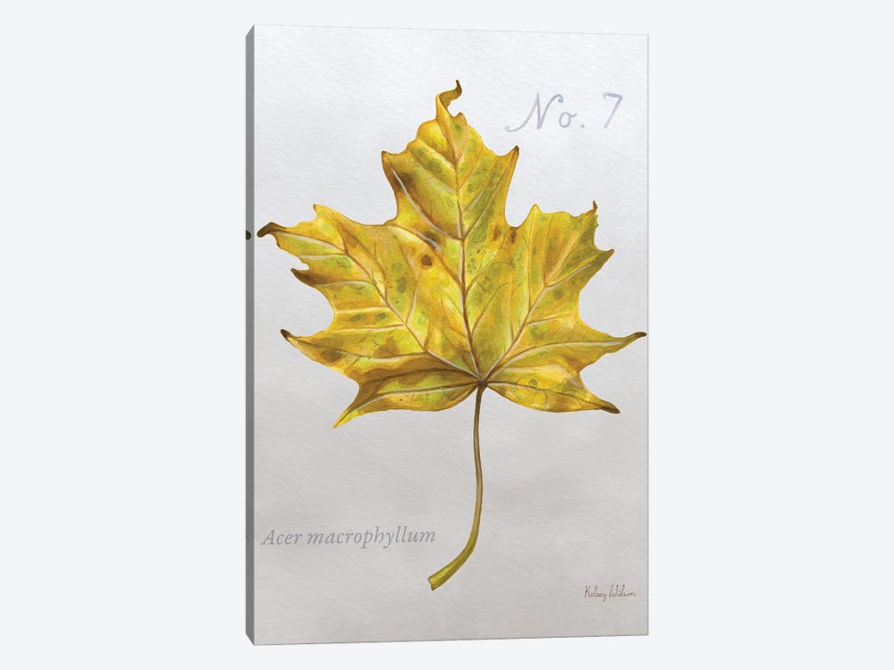 Autumn Leaves On Gray II-Maple 2 by Kelsey Wilson 1-piece Canvas Print