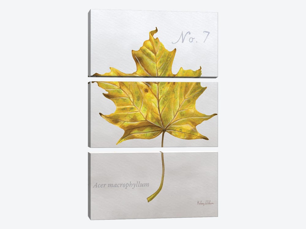 Autumn Leaves On Gray II-Maple 2 by Kelsey Wilson 3-piece Canvas Art Print