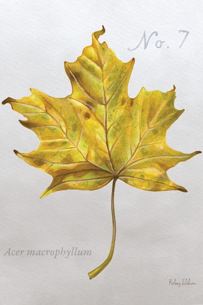 Kelsey Wilson: Autumn Leaves On Gray II-Maple 2 by Kelsey Wilson