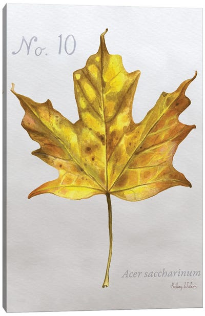 Autumn Leaves On Gray I-Maple Canvas Art Print - Botanical Illustrations
