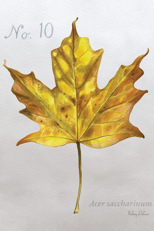 Autumn Leaves On Gray I-Maple by Kelsey Wilson wall art
