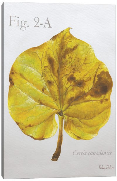 Autumn Leaves On Gray IV-Redbud Canvas Art Print - Botanical Illustrations