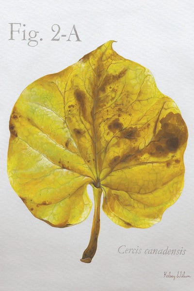 Autumn Leaves On Gray IV-Redbud