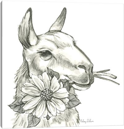 Watercolor Pencil Farm XI-Llama 2 Canvas Art Print - Llama & Alpaca Art