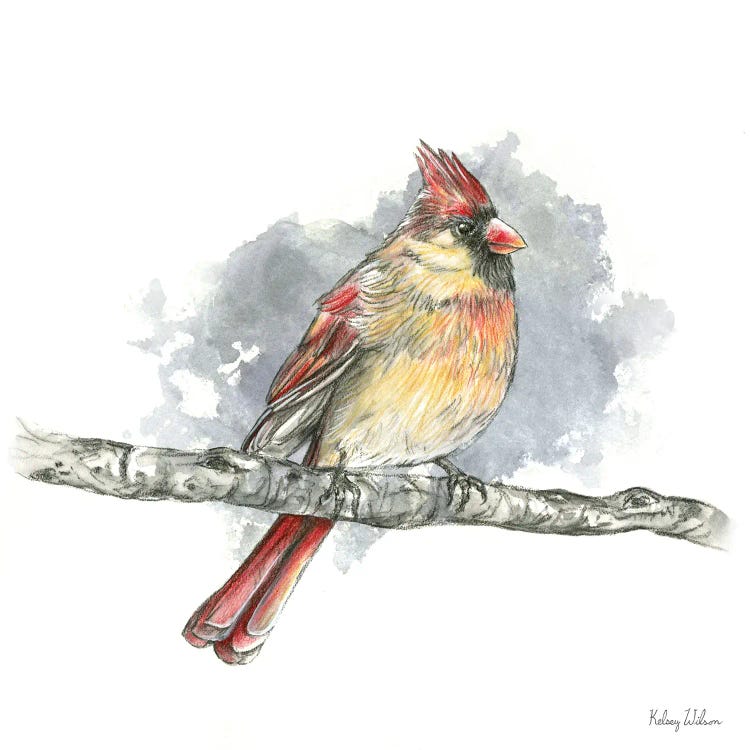 Birds & Branches II Female Cardinal