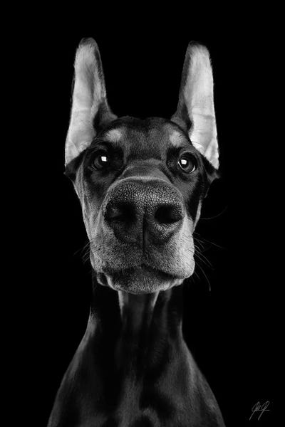 Doberman Pinschers: What's Up? II by Kathrin Federer