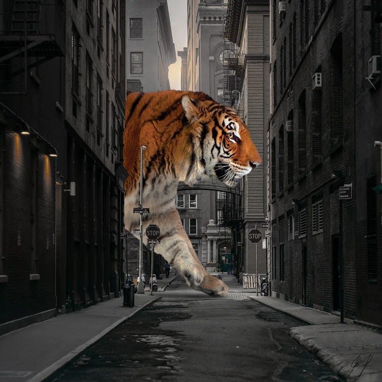 Tiger In NY I