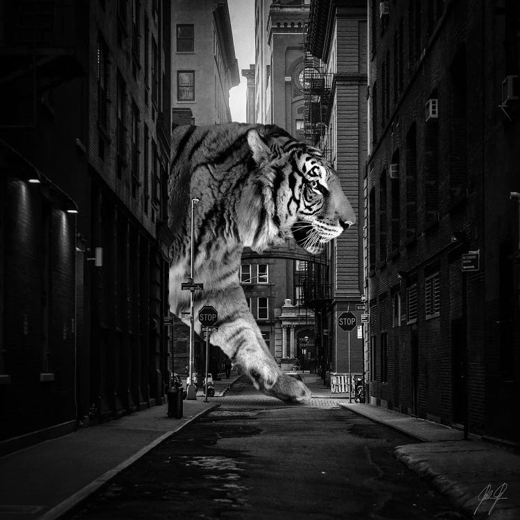Tiger In NY II by Kathrin Federer wall art