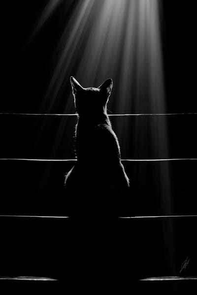 Cat Language by Kathrin Federer framed canvas print